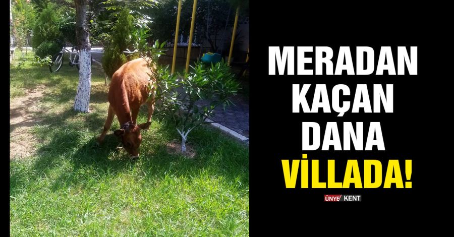 Meradan kaçan dana villada!