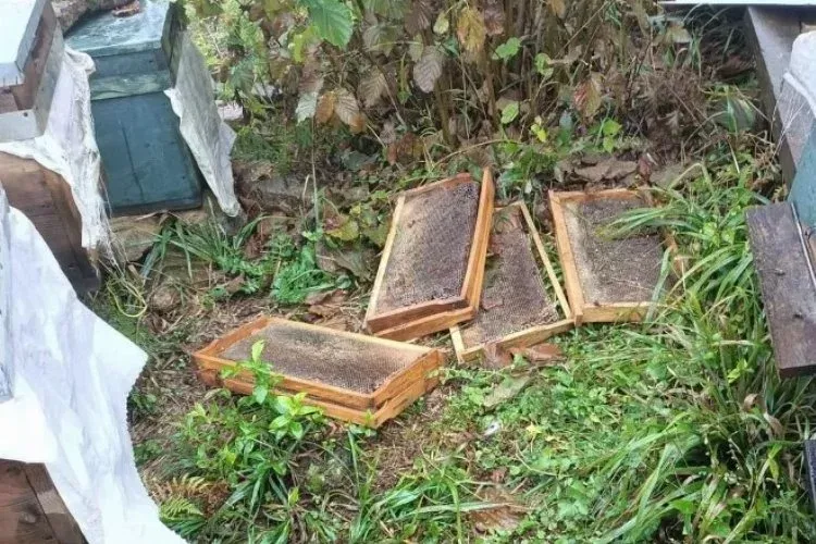  Ayı, bu defa balı yedi!