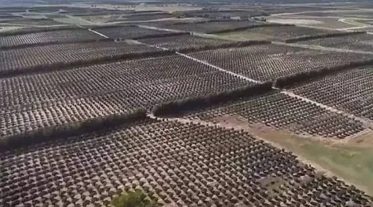   Ferrero’nun diktiği 1 milyon fındık kurudu!