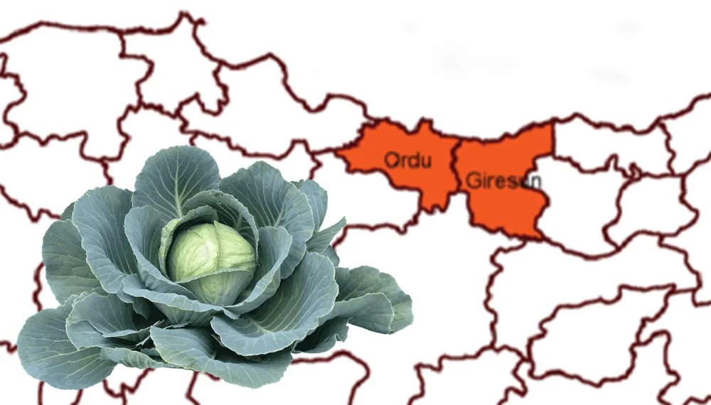 Ordu ile Giresun arasına karalahana girdi!