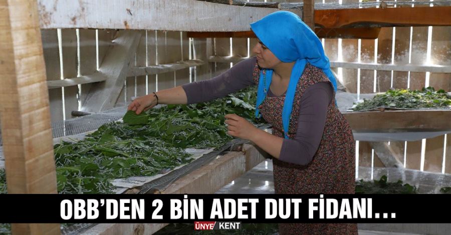  OBB’den 2 bin adet dut fidanı…