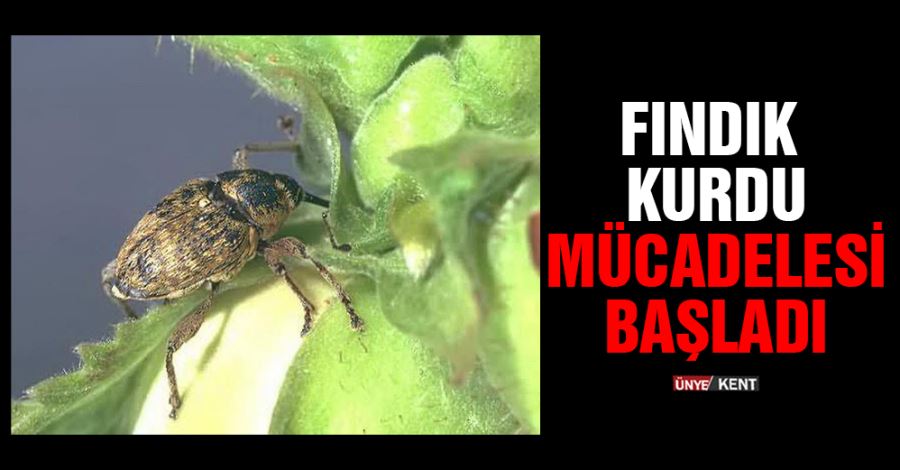 Fındık kurdu mücadelesi başladı