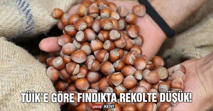    TÜİK’e göre fındıkta rekolte düşük!