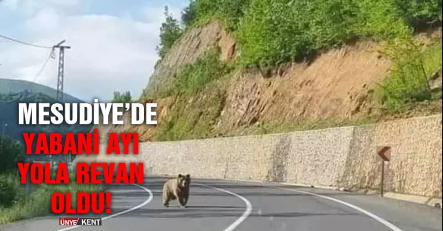  Mesudiye’de yabani ayı yola revan oldu!