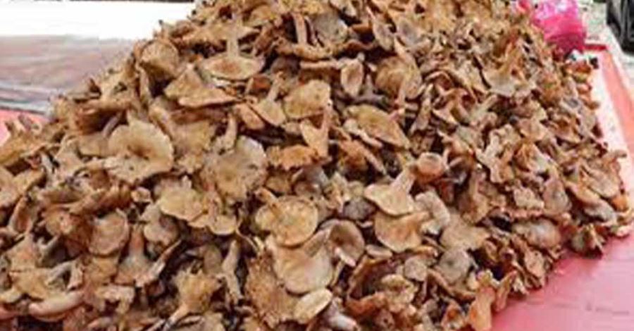 Fındık yerine tavuk tirmidi yetiştir!