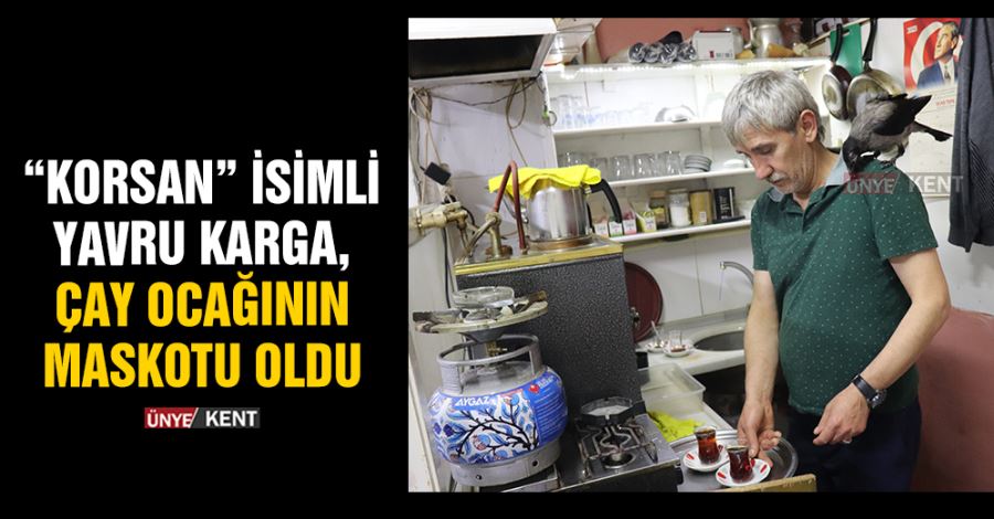 “Korsan” isimli yavru karga, çay ocağının maskotu oldu 