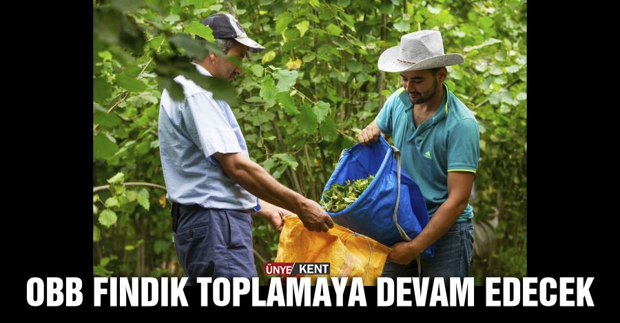  OBB fındık toplamaya devam edecek