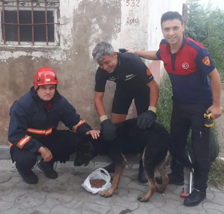 Kuyuya düşen köpekleri itfaiye kurtardı