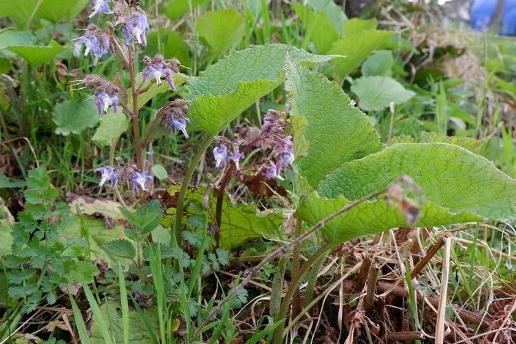Galdiriğin faydaları saymakla bitmiyor!
