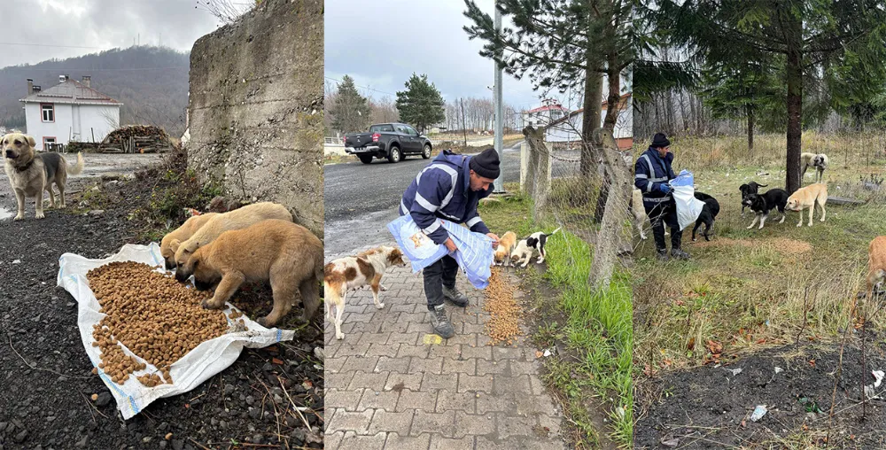 Akkuş’ta sokak canları unutulmuyor 