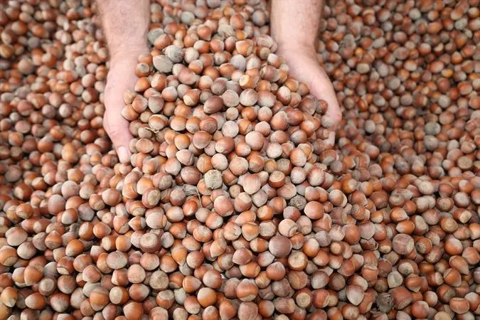 Ferrero’da fındık fiyatı yükseldi!