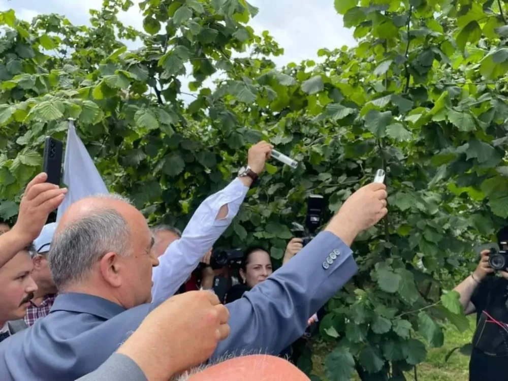 Samuray arılarına güvendi, fındığı çürük çıktı!