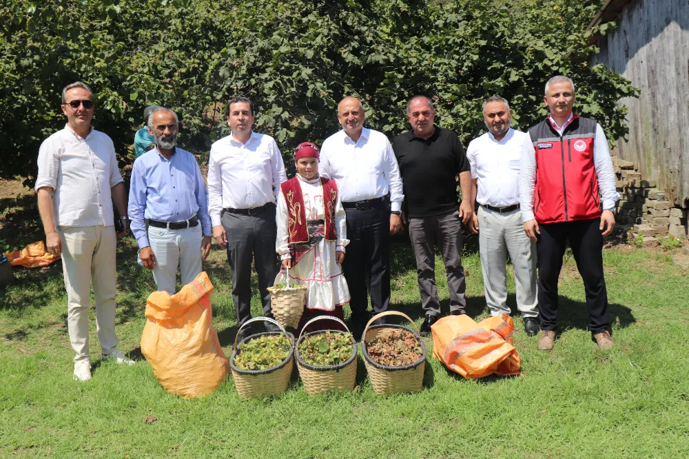 Ünye’de fındık hasadı başladı