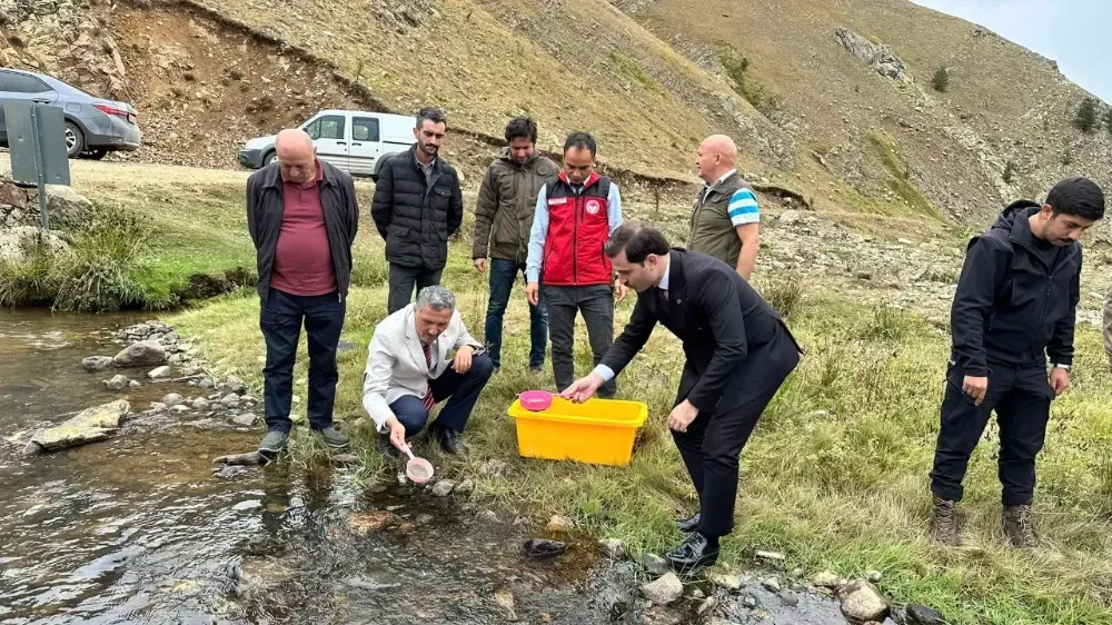 Kabadüz derelerine 50.000 yavru balık salındı