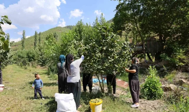 Fındık, Adanalı oldu