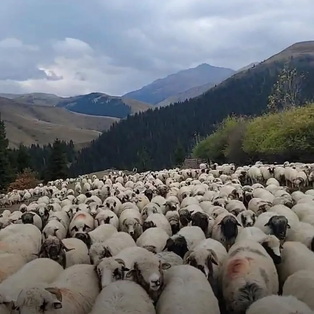 Yaylalarda göç başladı