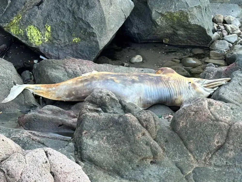 Ünye sahilinde ölü yunus balığı bulundu