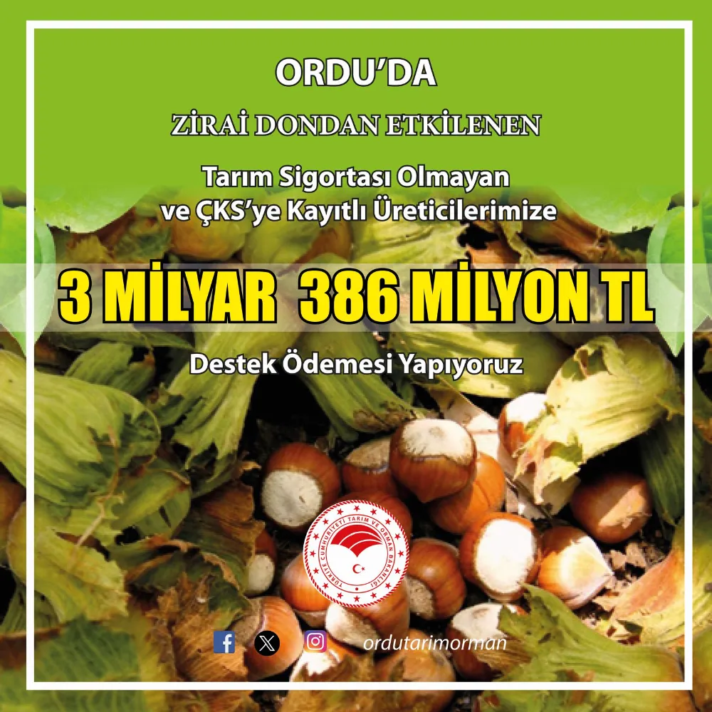 Ünye’de don zararına destek ödemeleri başlıyor!