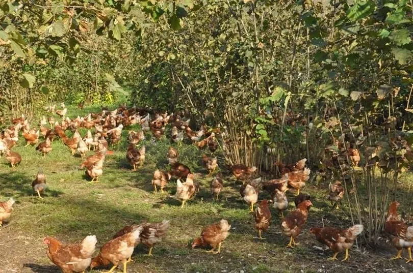 Ordu’da fındık bahçelerine yarka desteği sürüyor