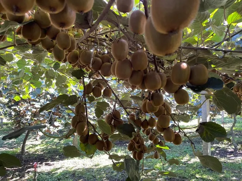 Ordu’da kivi hasadı 11 Kasım’da başlıyor