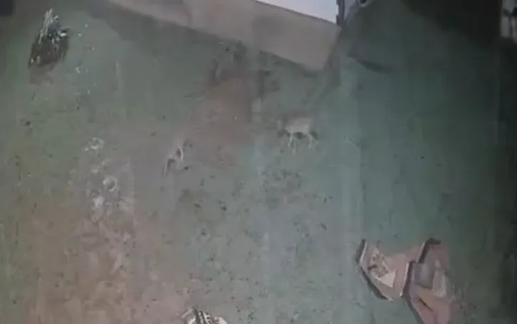 Çamaş’ta kurtlar mahalleye indi! 