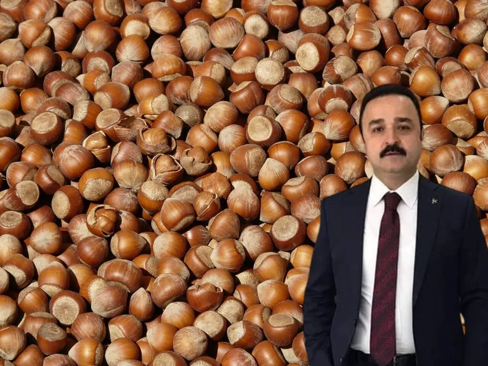 MHP’li Şanlıtürk: “TMO fındık fiyatını revize etmeli”