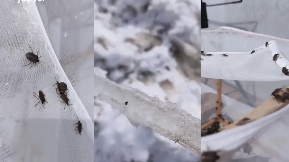 Kokarca soğuğa direndi!