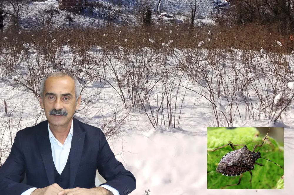 “Fındıkta cehennemi yaşayacağız!” 