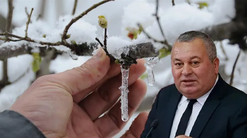 Enginyurt: Fındıkta don oldu, üretici çaresiz!