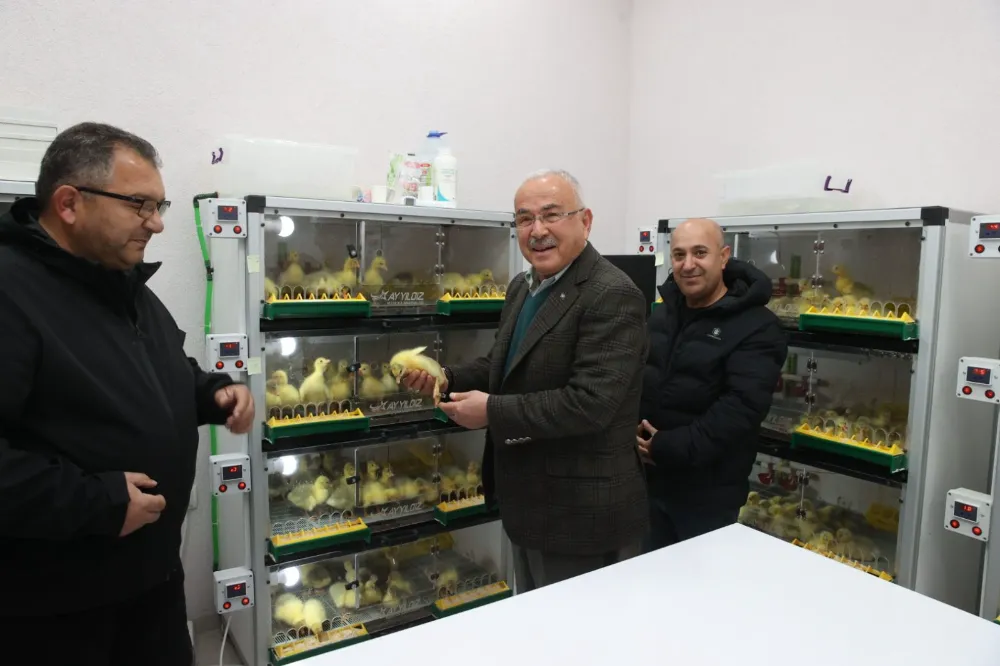 Ordu’dan Kars’a kaz satışına başlandı