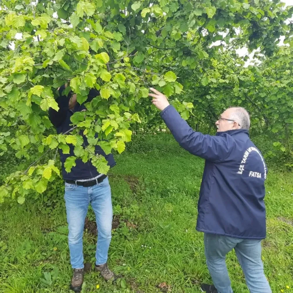 Fatsa’da fındıkta don hasarı tespiti için ekipler sahada