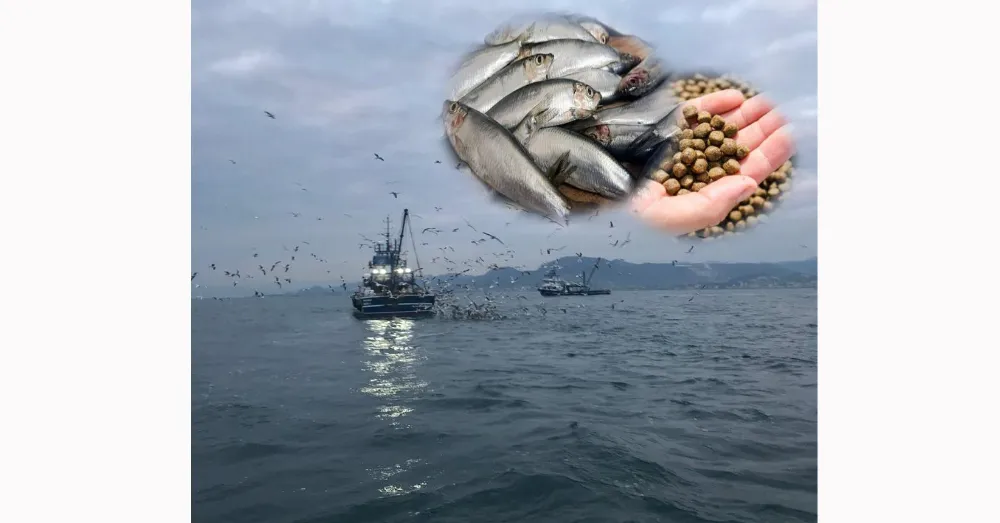 Denizlerde çaça avcılığı 15 Mayıs’a kadar serbest!