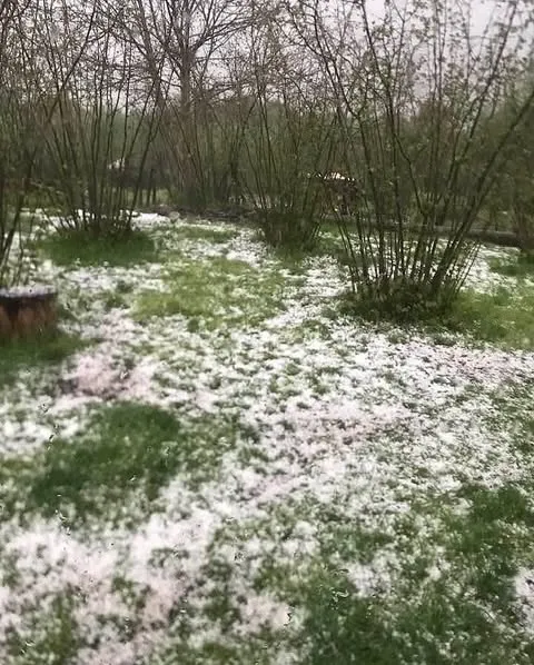 Kumru’da dolu yağdı, fındık bahçeleri zarar gördü