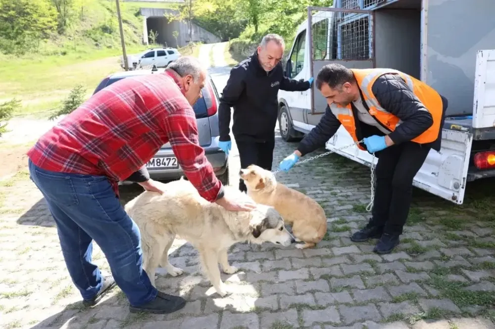 Patili dostlar ücretsiz olarak kısırlaştırılıyor, aşılanıyor ve sahiplendiriliyor