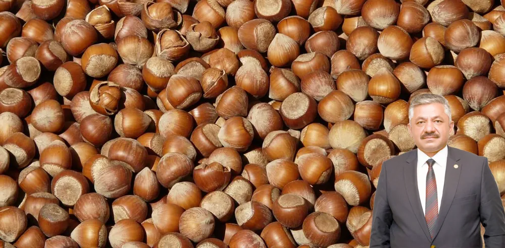 Soydan’dan fındıkta rekolte açıklamasına tepki! 