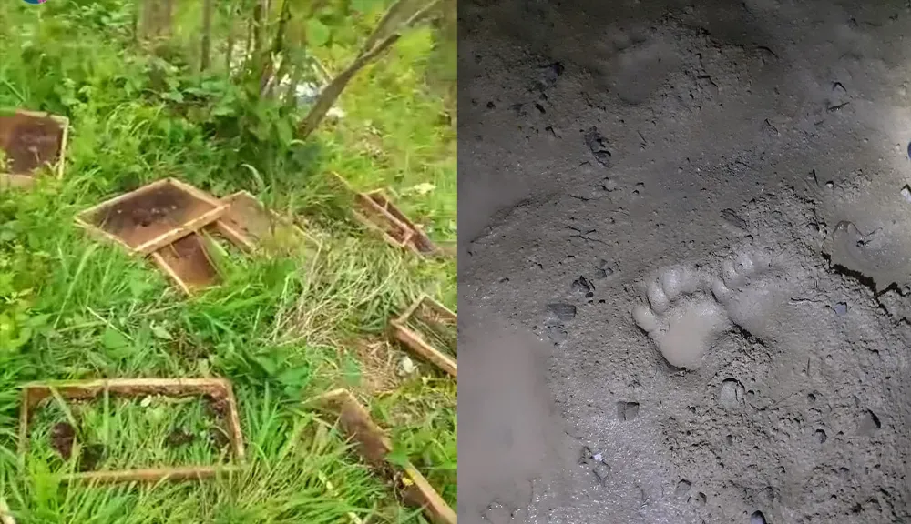 Ayılar arı kovanlarını parçaladı!