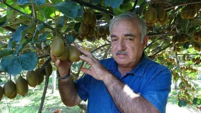 Zirai don Ordu