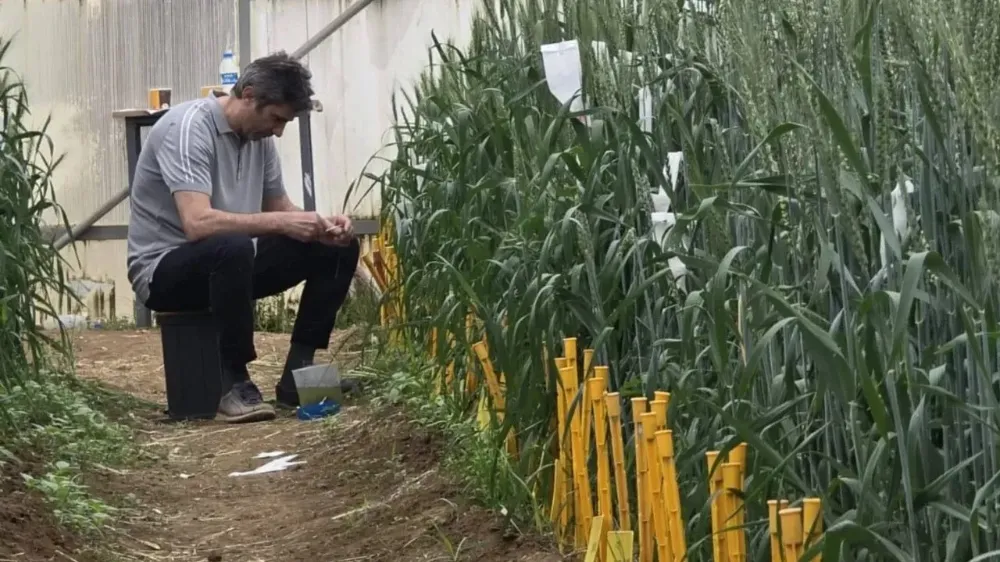 Karadeniz’de buğdayda verim ve kalite artıyor