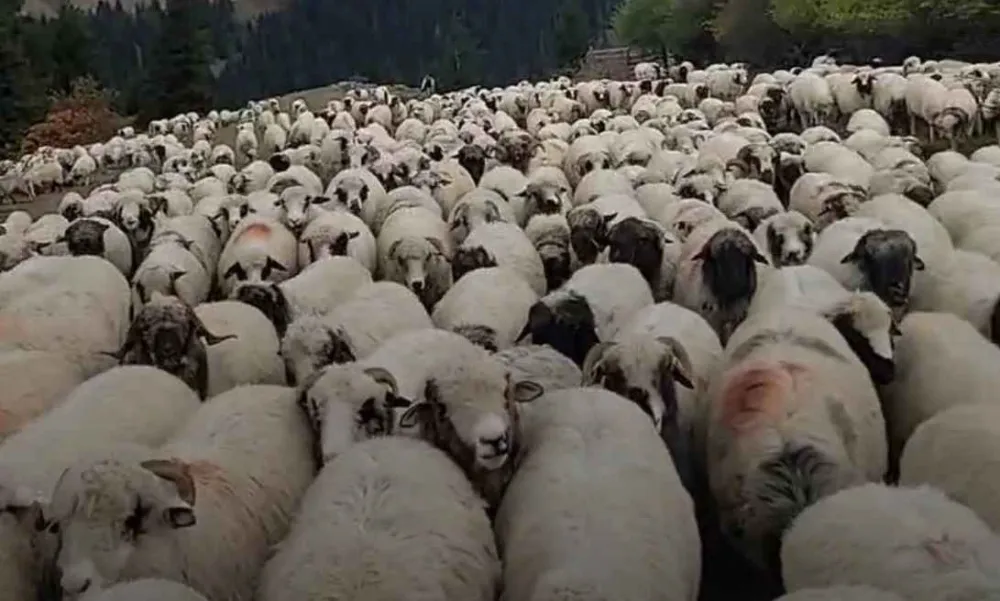 Ordu’da geleneksel yayla göçü başladı