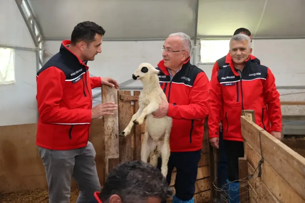 Ordu küçükbaş hayvancılıkta büyüyor