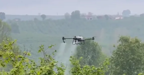 Fındık bahçelerinde drone ile ilaçlama dönemi