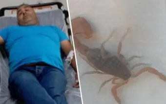 Akrep sokan arıcı hastanelik oldu! 