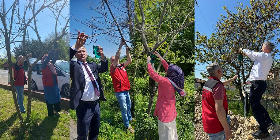 Ünye’de istilacı böceğe karşı biyoteknik mücadele başladı