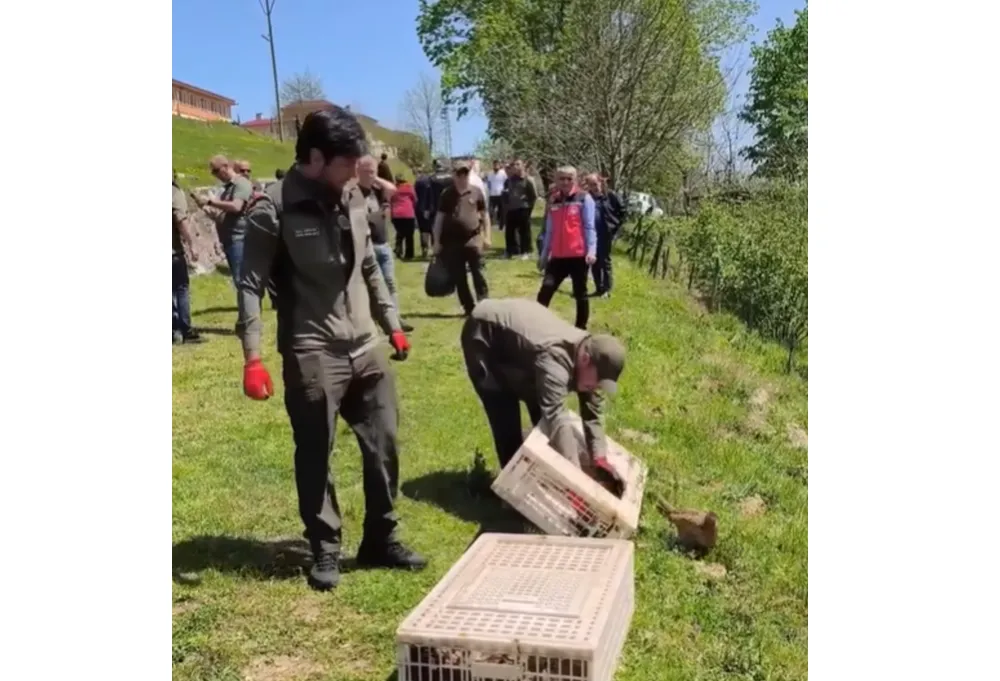 Sülünler, kahverengi kokarcayla mücadele için sahada! 