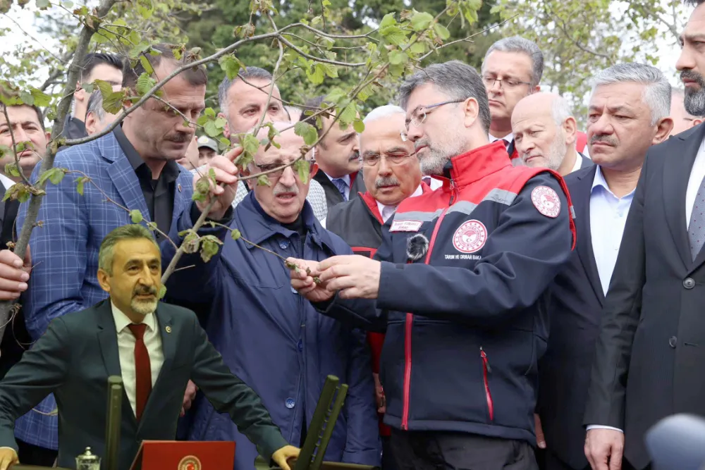 Fındık dondu, çiftçi dondu: 