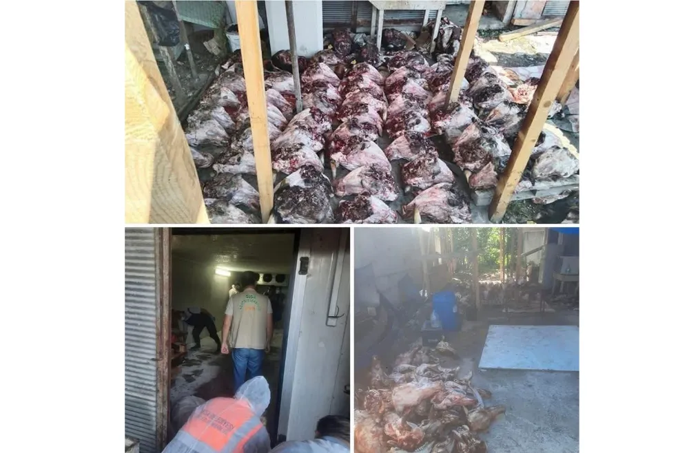 Fatsa’da depoda 15 ton bozulmuş et ele geçirildi