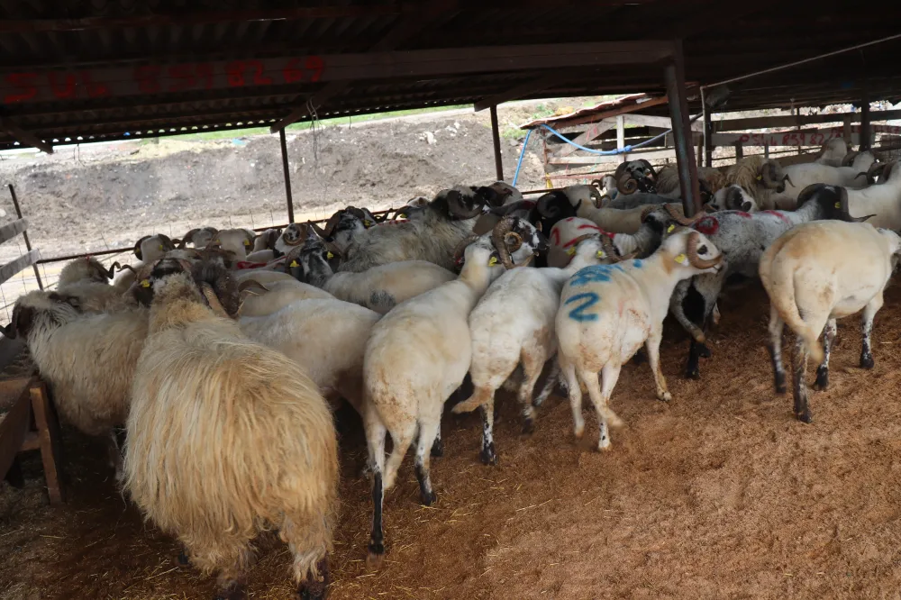 Ünye kurban pazarı bu yıl sessizliğe büründü