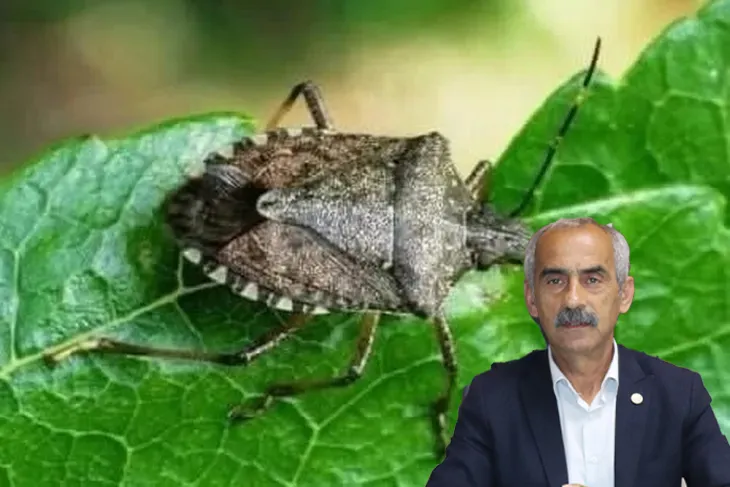 Kahverengi Kokarca’ya geçit yok!