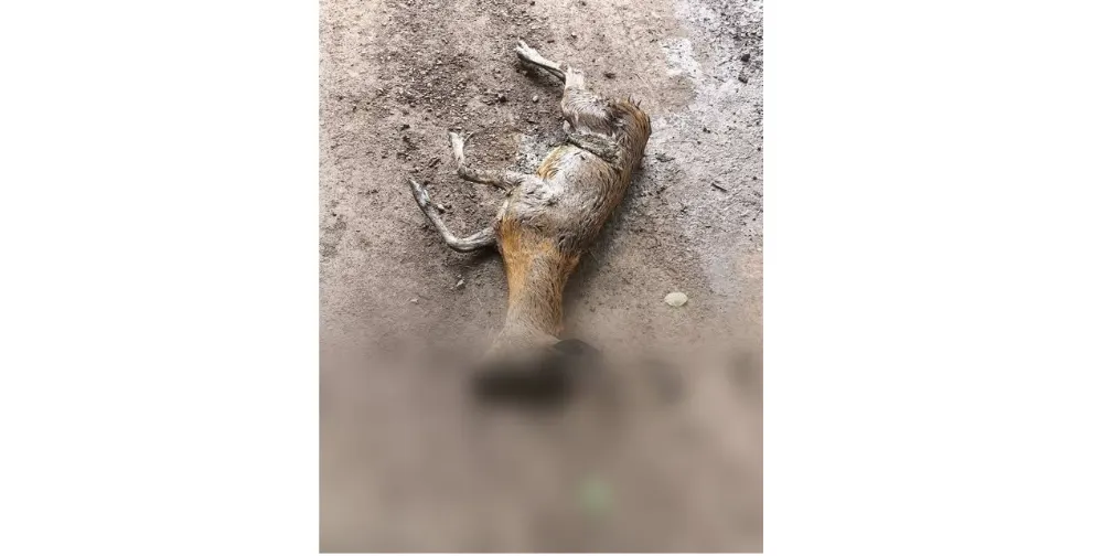 Yavru karaca ölü bulundu