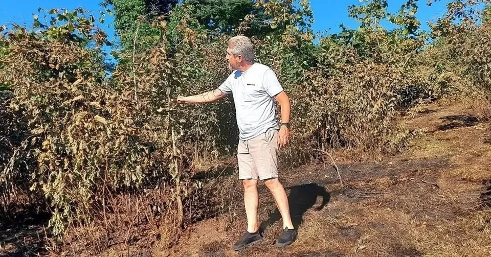 Cam şişe fındık bahçesini yaktı